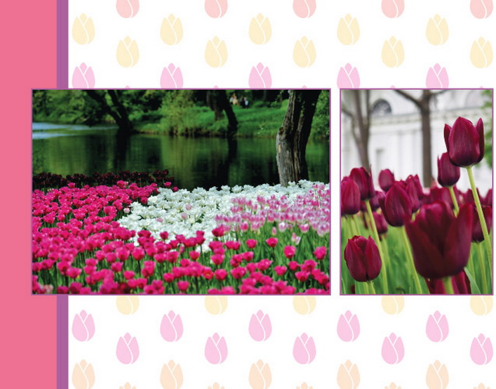 Тюльпаны оптом: Фестиваль тюльпанов в СПб Российские Тюльпаны Оптом про тюльпаны Санкт-Петербурга