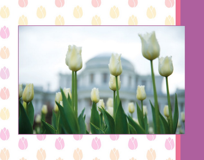 Тюльпаны оптом: Фестиваль тюльпанов в СПб Российские Тюльпаны Оптом про тюльпаны Санкт-Петербурга