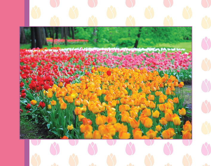 Тюльпаны оптом: Фестиваль тюльпанов в СПб Российские Тюльпаны Оптом про тюльпаны Санкт-Петербурга