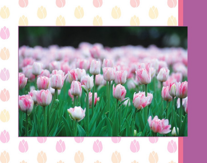 Тюльпаны оптом: Фестиваль тюльпанов в СПб Российские Тюльпаны Оптом про тюльпаны Санкт-Петербурга