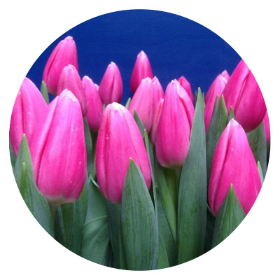 Тюльпаны сорта Милкшейк оптом в Москве к 8 Марта 2024 года