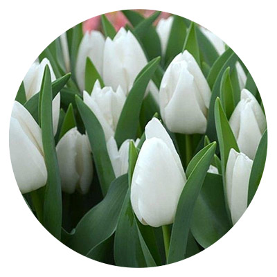 Тюльпаны сорта Ричарда оптом в Москве к 8 Марта 2024 года