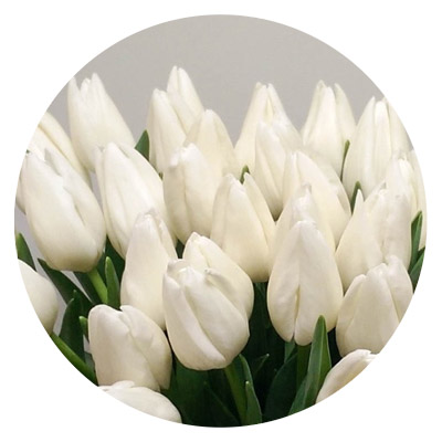 Тюльпаны сорта Сноу Леди оптом в Москве к 8 Марта 2024 года